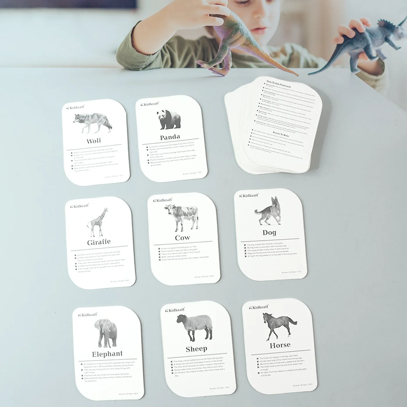 Animal flash cards showing the picture and information sides